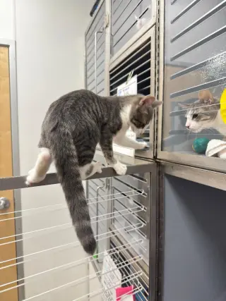 Eddie (FCID# 05/20/2026 - 14 West Chester PetSmart
