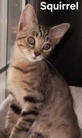 KITTEN BABY SQUIRREL