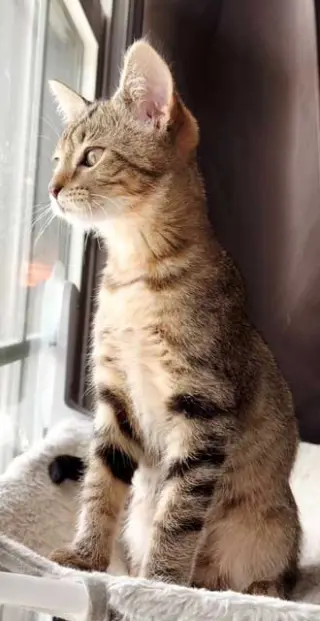 KITTEN BABY SQUIRREL
