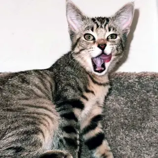 KITTEN BABY SQUIRREL