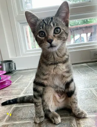KITTEN BABY SQUIRREL