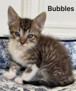 KITTEN PRINCESS BUBBLES
