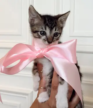KITTEN PRINCESS BUBBLES