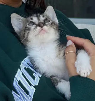 KITTEN PRINCESS BUBBLES