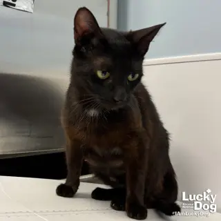 Martha