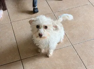 Dash in TX