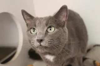Nimbus