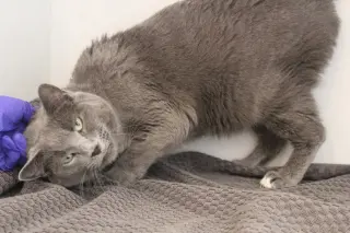 Nimbus