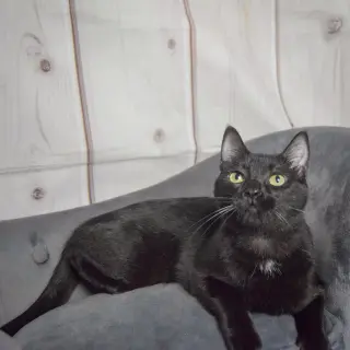 Fenris