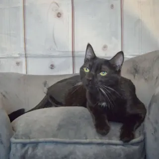Fenris
