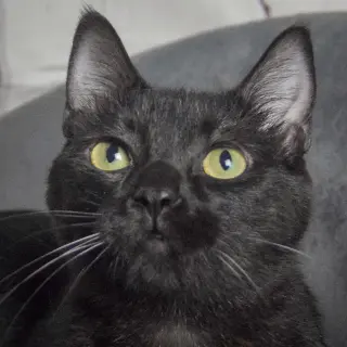 Fenris