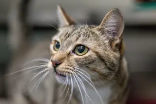 Cece
