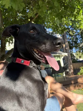 Scooby