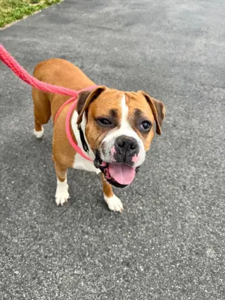 Otis