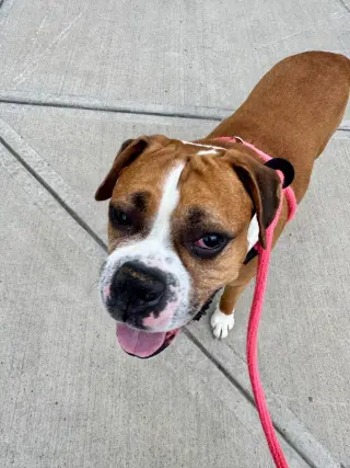 Otis