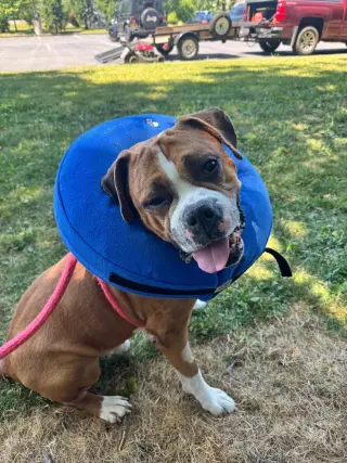 Otis