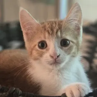 Willa Feral