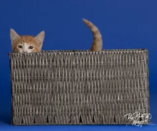 Willa Feral