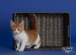 Willa Feral
