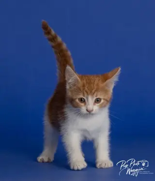 Willa Feral