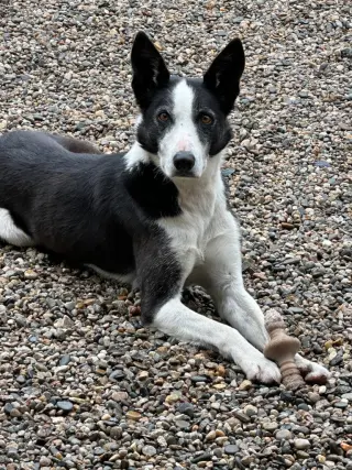 AdoptiSkipper