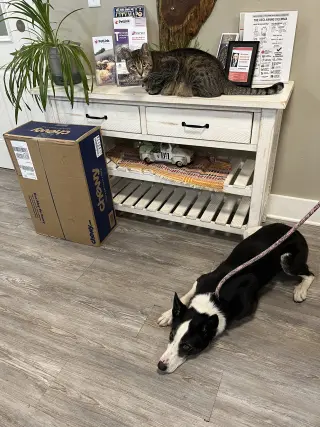 AdoptiSkipper