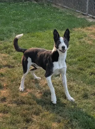 AdoptiSkipper