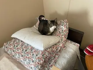 Tigger - ADOPTION PENDING