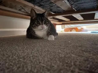 Tigger - ADOPTION PENDING