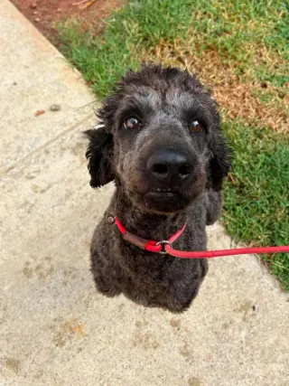 Mollie (AL)