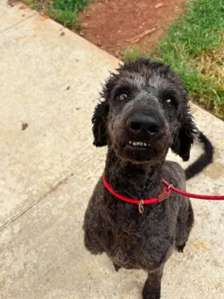 Mollie (AL)