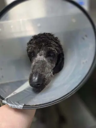 Mollie (AL)
