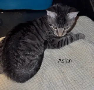 Aslan