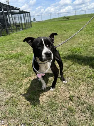 Maylee