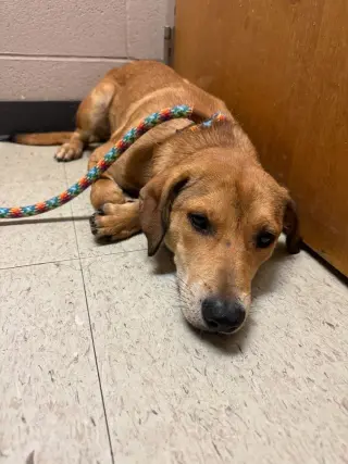 Carlos