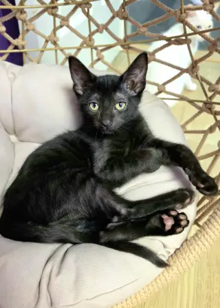 Pierre