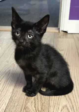 Pierre