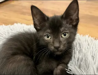Pierre