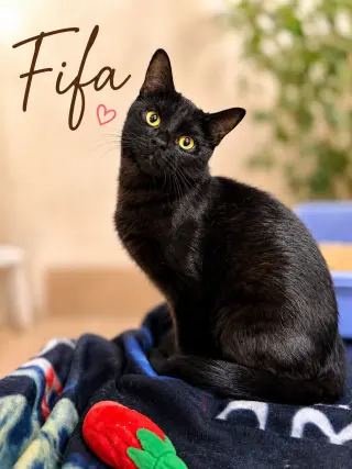 Fifa (FCID# 06/10/2026 - 141) Willow Grove