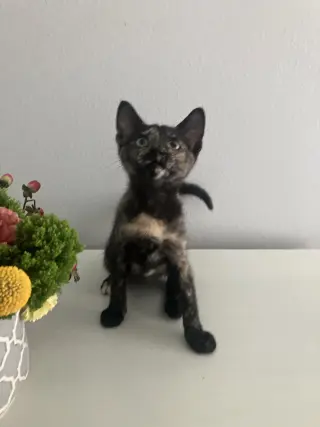 Houdini