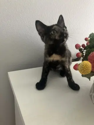 Houdini