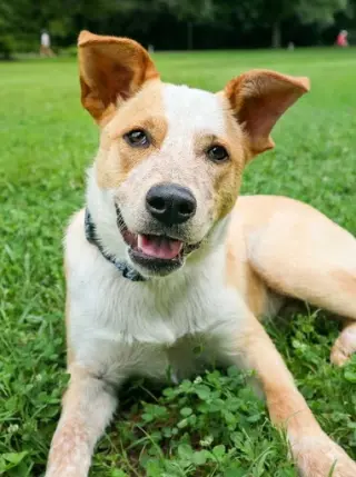 Apollo