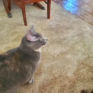 ANGEL (FRONT PAW DECLAW)
