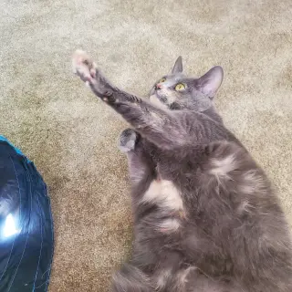 ANGEL (FRONT PAW DECLAW)