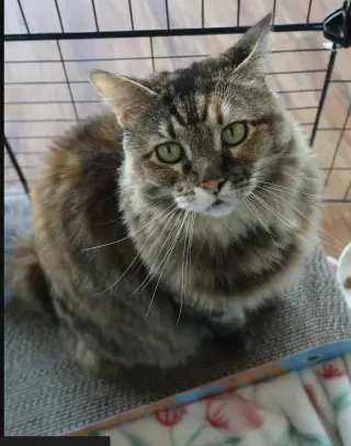Pickles (Fka Ashley)