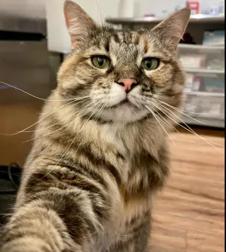 Pickles (Fka Ashley)