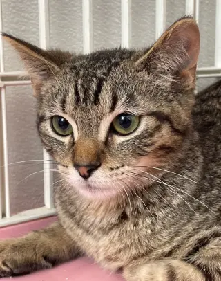 Gabriel
