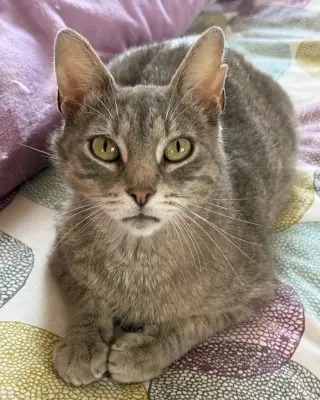 Mabel- No longer accepting applications