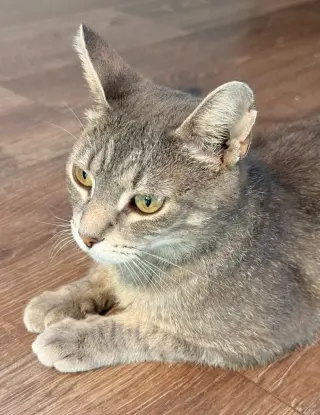 Mabel- No longer accepting applications
