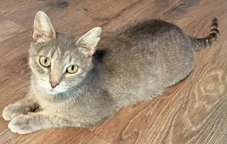 Mabel- No longer accepting applications